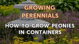 How to Grow Peonies in Containers [upl. by Aicemak]