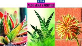 Aloe Vera Varieties A to Z [upl. by Hunger510]