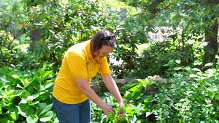 PETITTI How To Prune Peonies [upl. by Atsirhcal365]