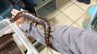 Giant Pet Centipede Crawls All Over Its Owner [upl. by Ocana]