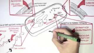 Microbiology  Antibiotics Mechanisms of Action [upl. by Debee208]