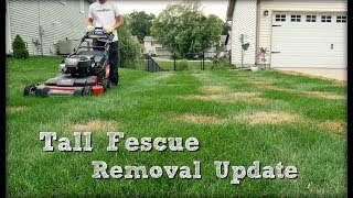 Lawn Update 42  Tall Fescue Clump Removal Update [upl. by Denton]