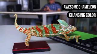 Chameleon Changing Color  Animals are Awesome [upl. by Ellehcit]