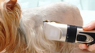 Best Dog Hair Trimmers Review 2020 —— Does it work？ [upl. by Ynnob]