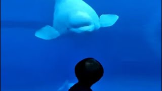 Watch Beluga Whale Comes To Say Hello [upl. by Joice193]