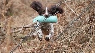 Gundog trainingEarly retrieve training for gundog pups [upl. by Aneetsirhc]