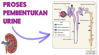 EKSKRESI  Proses Pembentukan Urine [upl. by Ashwell]