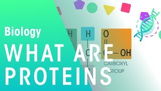 What Are Proteins  Cells  Biology  FuseSchool [upl. by Esorbma]