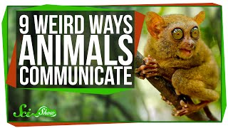 9 Weird Ways Animals Communicate [upl. by Nylisoj]