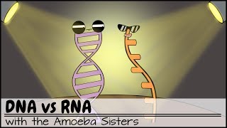 DNA vs RNA Updated [upl. by Frannie6]