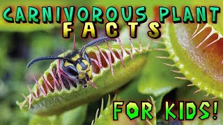 Carnivorous Plant Facts for Kids [upl. by Ahsenit843]