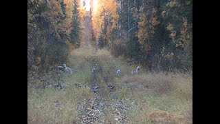 We just got surrounded by WOLVES while elk hunting [upl. by Peder616]