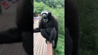 Interesting Sounds That a Gibbon Makes [upl. by Lyndsey]