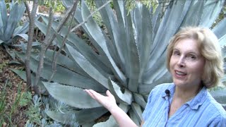 What You MUST Know About Century Plants Agave americana [upl. by Hannan]