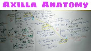 Axilla Anatomy  Part 2  TCML Anatomy Chart [upl. by Anrak]