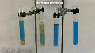 Yeast Respiration [upl. by Esadnac]