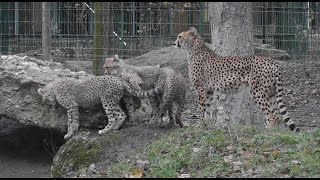 Gepard Acinonyx jubatus  Cheetah  Zoo Vienna [upl. by Evilo]