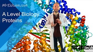 Proteins  A Level Biology [upl. by Assenev771]