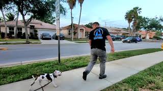 How to Train Puppy to Heel and Walk Next to You  Amstaff Puppy [upl. by Kurman]