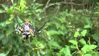 Garden Spiders Attacking Prey Compilation 2 [upl. by Anaidirib437]