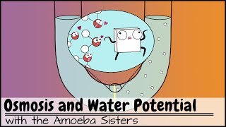 Osmosis and Water Potential Updated [upl. by Festus873]