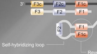 Loop Mediated Isothermal Amplification LAMP Tutorial [upl. by Eiggem]