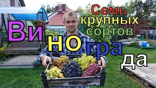 Виноград Семь крупных сортов винограда для открытого грунта [upl. by Alma]