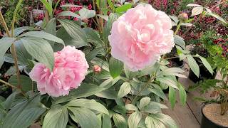 Paeonia Sarah Bernhardt Peony  Fabulous ⭐Very PRETTY Large Flowers Year after Year [upl. by Andreana]