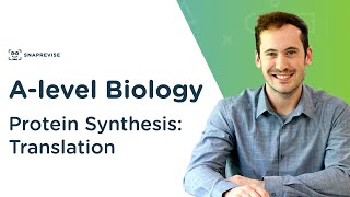 Protein Synthesis Translation  Alevel Biology  OCR AQA Edexcel [upl. by Leonanie]