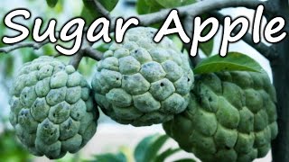 Growing Sugar Apple Sweetsop in a Container  Terrace Garden [upl. by Celesta]