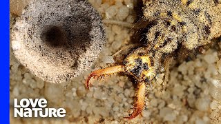 Sand Monster Antlion Engineers Deadly Sand Traps [upl. by Iba]