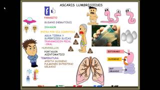 ASCARIS LUMBRICOIDES [upl. by Ahsika]