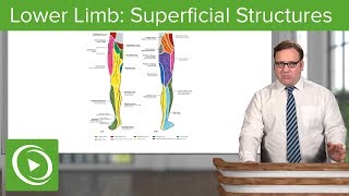 Lower Limb Superficial Structures amp Cutaneous Innervations – Anatomy  Lecturio [upl. by Velleman182]