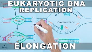 DNA Replication in Eukaryotes  Elongation [upl. by Hillery]