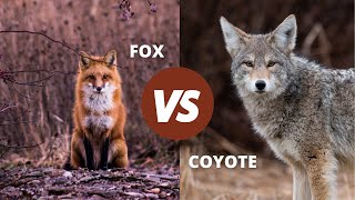 Fox Vs Coyote  How to Tell Them apart [upl. by Darrell]