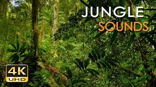 4K Jungle Sounds  Exotic Birds Singing  Tropical Forest  Relaxing Nature Video  Ultra HD  2160p [upl. by Rye863]