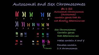 Reading Karyotypes [upl. by Rosenkranz771]