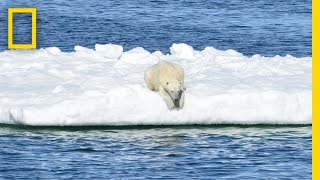 POV Footage Shows Polar Bears Struggling to Find Food  National Geographic [upl. by Faus749]