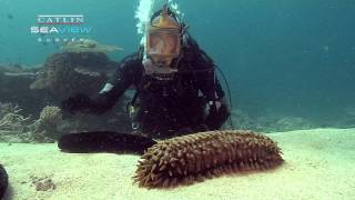 Seaview Science Video Sea Cucumbers [upl. by Kaliski]