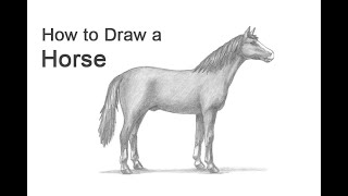 How to Draw a Horse [upl. by Aldwin]