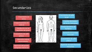 Caracteres sexuales primarios y secundarios [upl. by Shulins]