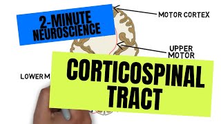 2Minute Neuroscience Corticospinal Tract [upl. by Nwahsor]