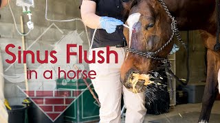 Flushing a Horses Sinus [upl. by Noicnecsa]