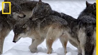 La chasse des loups en meute [upl. by Lexis190]