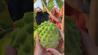 Picking Sweetsop in the farm with cutting test landscape fruit farming natural agriculture [upl. by Ambrosia]