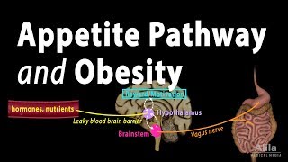 The Brains HungerSatiety Pathways and Obesity Animation [upl. by Aigneis161]