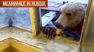 Russian Man Feeding A Wild Bear Through A Window [upl. by Aoh151]