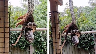 Massive Python Eats Possum In Backyard [upl. by Alexis541]