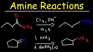 Amine Synthesis Reactions [upl. by Tterab]