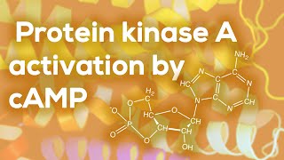 Protein kinase A activation by cAMP [upl. by Ativad]